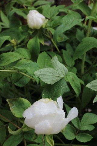 Name:  IMG_1575.jpg
Views: 481
Size:  63.8 KB