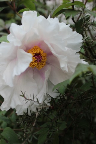 Name:  IMG_1810.jpg
Views: 475
Size:  55.9 KB