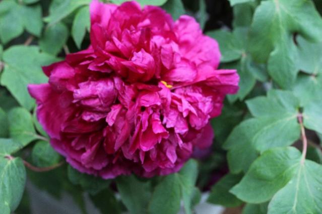 Name:  IMG_1573.jpg
Views: 464
Size:  34.8 KB