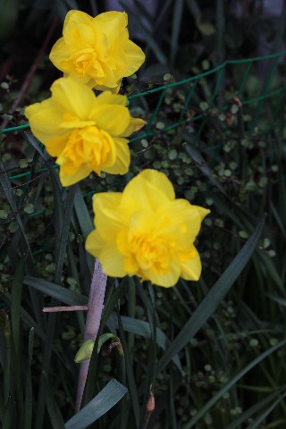 Name:  IMG_1560.jpg
Views: 441
Size:  61.2 KB