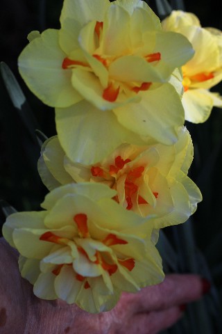 Name:  IMG_1546.jpg
Views: 421
Size:  50.8 KB