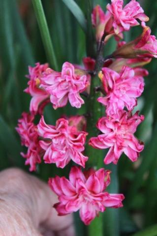 Name:  IMG_1793.jpg
Views: 415
Size:  24.7 KB