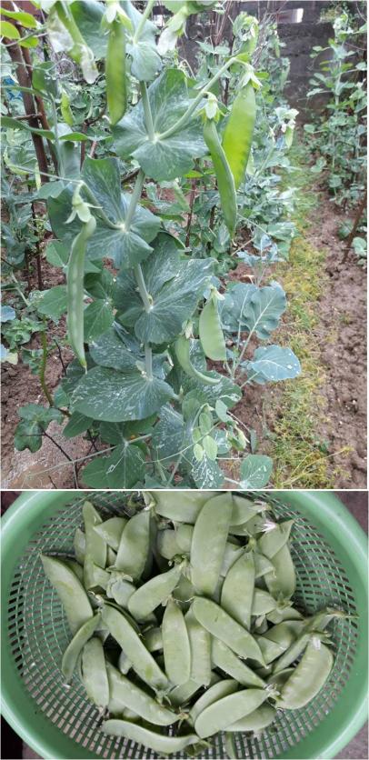 Name:  bezelye.jpg
Views: 975
Size:  84.2 KB
