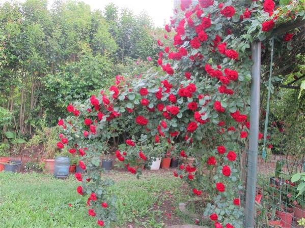 Name:  IMG_2968 (600 x 450).jpg
Views: 618
Size:  70.0 KB