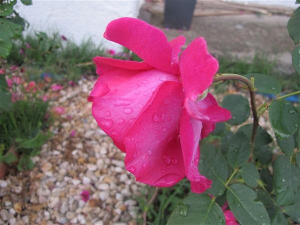 Name:  IMG_2942 (600 x 450).jpg
Views: 573
Size:  35.6 KB
