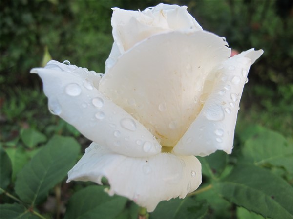 Name:  IMG_2943 (600 x 450).jpg
Views: 586
Size:  49.5 KB