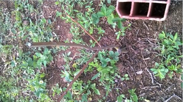 Name:  06.05.2018 - kestane.jpg
Views: 464
Size:  71.2 KB