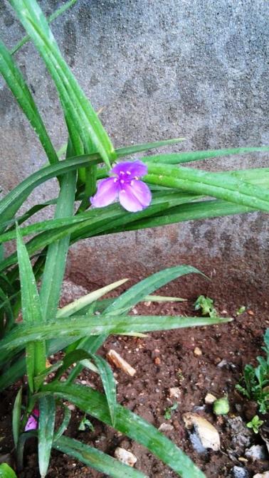 Name:  050.jpg
Views: 502
Size:  63.8 KB