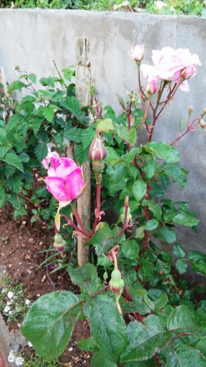 Name:  041.jpg
Views: 492
Size:  59.5 KB