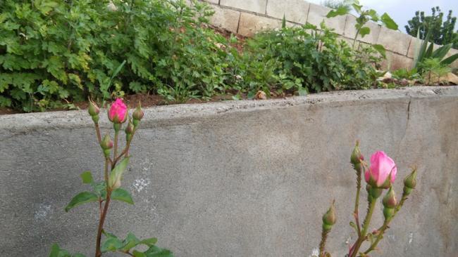 Name:  043.jpg
Views: 626
Size:  47.2 KB