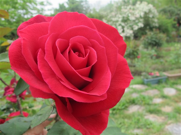 Name:  IMG_2797 (600 x 450).jpg
Views: 461
Size:  67.7 KB