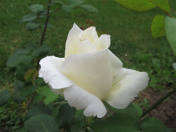 Name:  IMG_2781 (600 x 450).jpg
Views: 493
Size:  51.1 KB