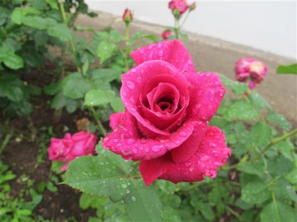 Name:  IMG_3030 (600 x 450).jpg
Views: 440
Size:  34.9 KB