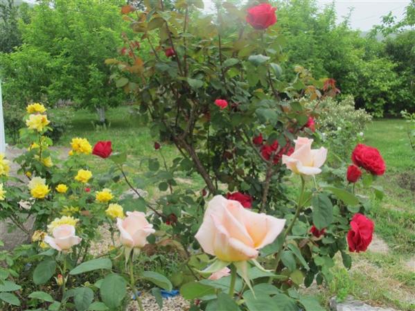 Name:  IMG_2790 (600 x 450).jpg
Views: 446
Size:  61.2 KB