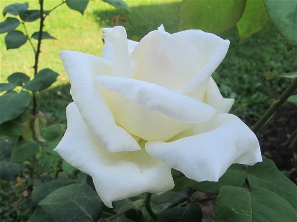 Name:  IMG_2820 (600 x 450).jpg
Views: 452
Size:  59.2 KB