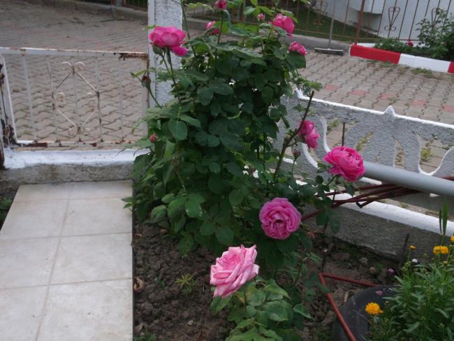 Name:  DSCF1280.jpg
Views: 665
Size:  55.4 KB