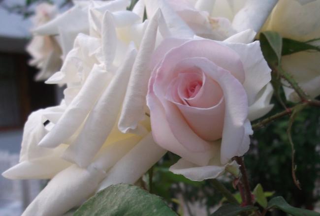 Name:  DSCF1288.jpg
Views: 649
Size:  26.0 KB