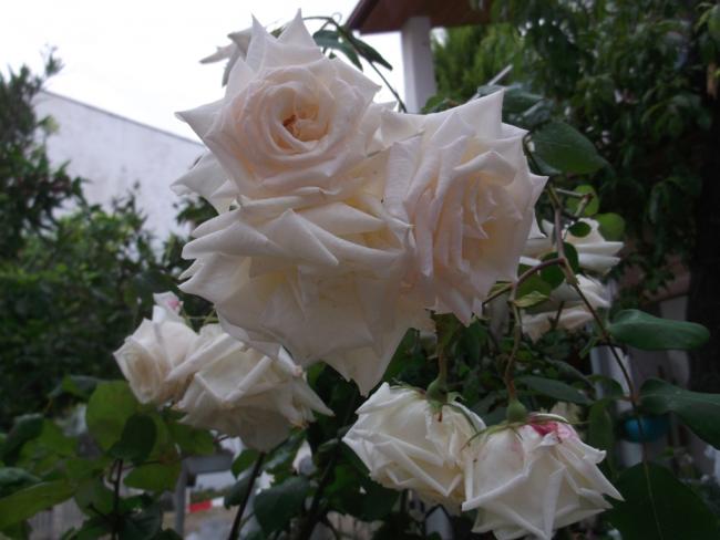 Name:  DSCF1348.jpg
Views: 647
Size:  38.8 KB