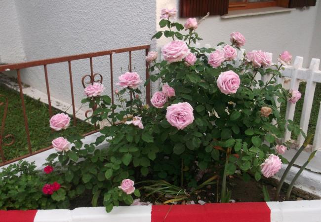 Name:  DSCF1352.jpg
Views: 687
Size:  54.1 KB