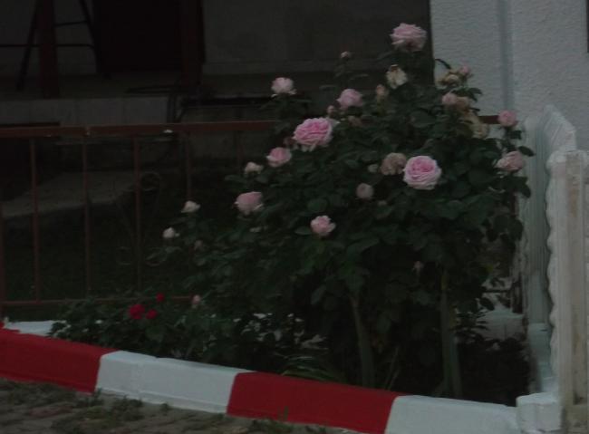 Name:  DSCF1323.jpg
Views: 652
Size:  25.4 KB
