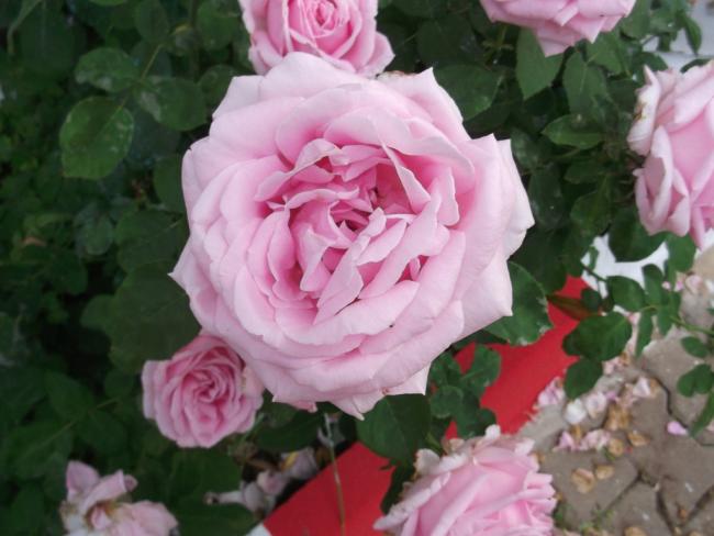 Name:  DSCF1354.jpg
Views: 637
Size:  39.7 KB