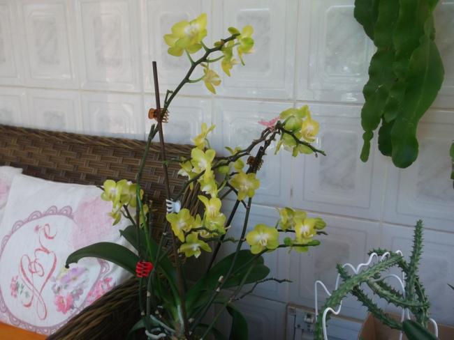 Name:  DSCF1376.jpg
Views: 669
Size:  40.3 KB