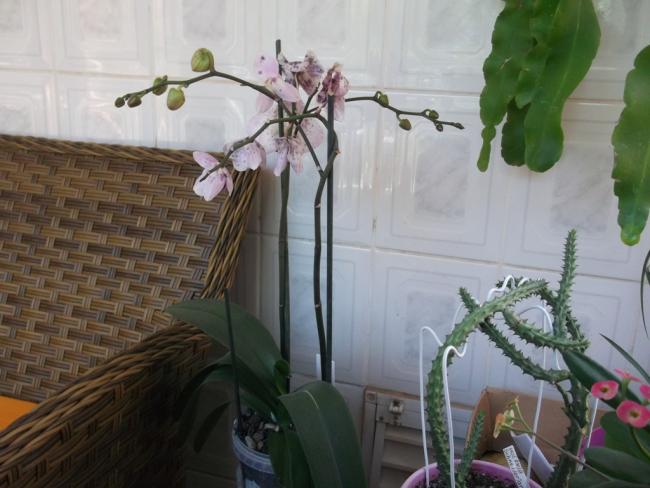 Name:  DSCF1375.jpg
Views: 650
Size:  43.2 KB