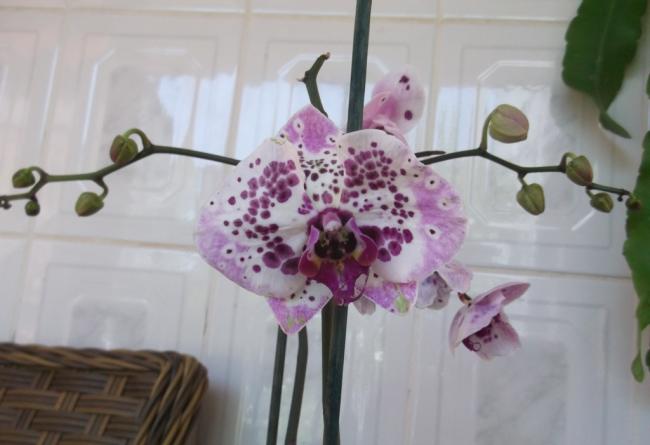Name:  DSCF1384.jpg
Views: 651
Size:  30.6 KB