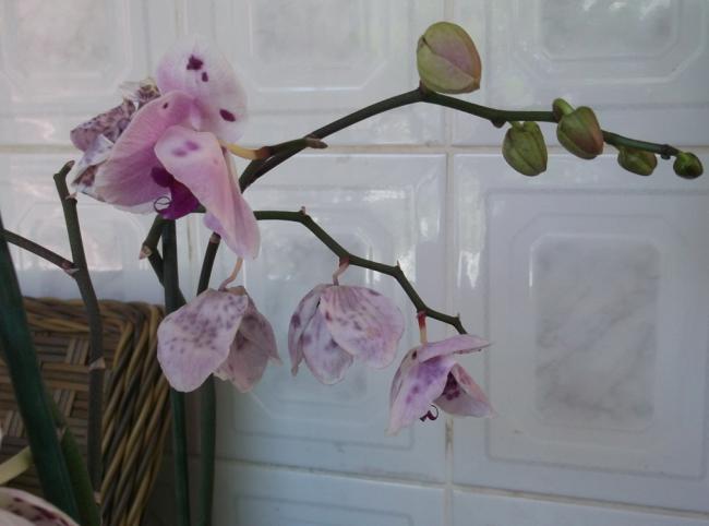 Name:  DSCF1385.jpg
Views: 633
Size:  30.1 KB