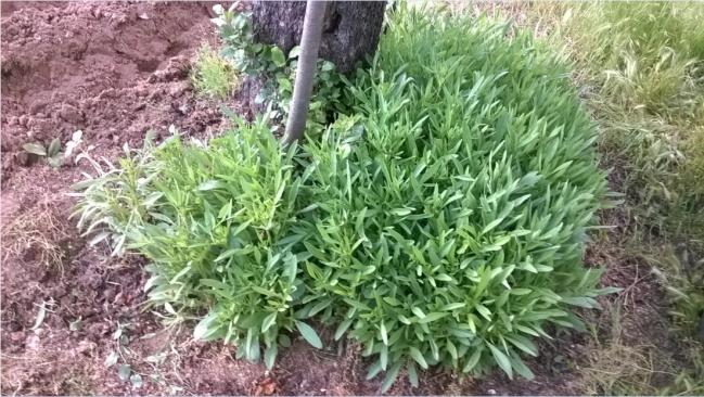 Name:  13.05.2018 coreopsis.jpg
Views: 1065
Size:  70.0 KB