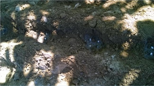 Name:  14.05.2018 ekim arklarda benekli barbunya.jpg
Views: 1006
Size:  59.2 KB