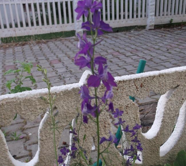 Name:  DSCF1392.jpg
Views: 642
Size:  69.8 KB