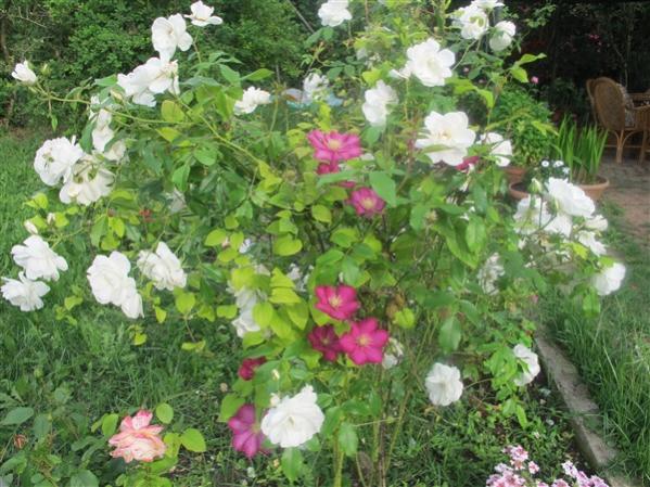 Name:  IMG_3100 (600 x 450).jpg
Views: 559
Size:  64.4 KB