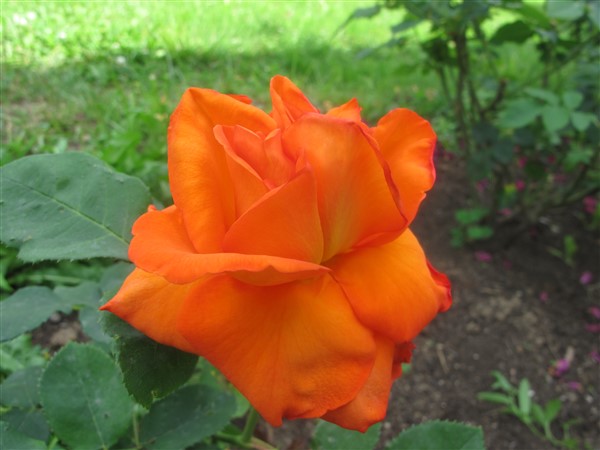 Name:  IMG_3088 (600 x 450).jpg
Views: 573
Size:  62.7 KB