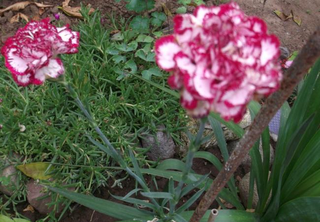 Name:  DSCF1405.jpg
Views: 525
Size:  58.5 KB