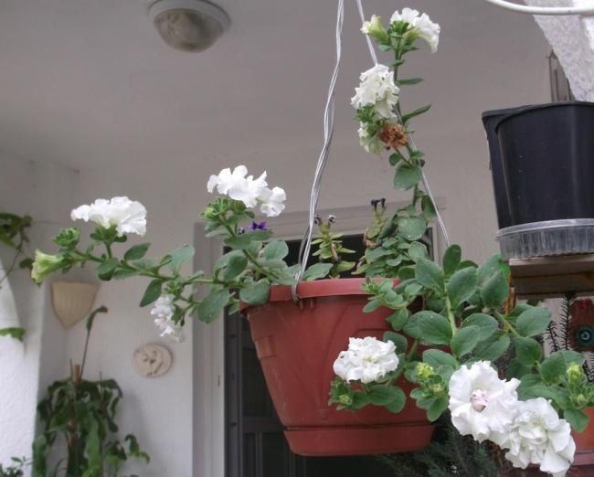 Name:  DSCF1415.jpg
Views: 494
Size:  39.9 KB