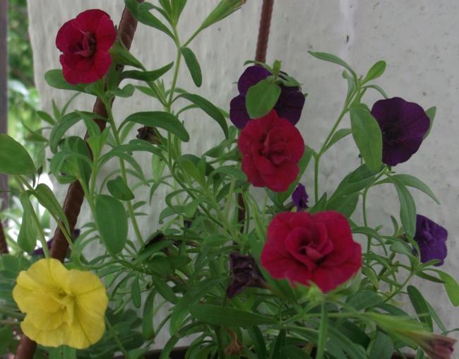 Name:  DSCF1424.jpg
Views: 533
Size:  46.3 KB