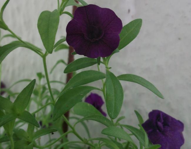 Name:  DSCF1427.jpg
Views: 503
Size:  30.2 KB