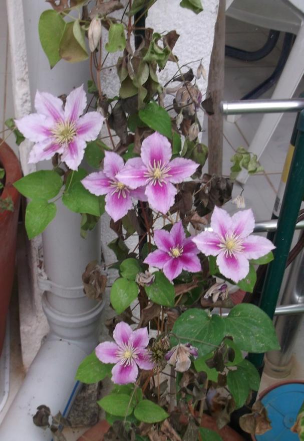 Name:  DSCF1418.jpg
Views: 572
Size:  72.3 KB