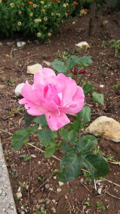 Name:  017.jpg
Views: 302
Size:  58.5 KB