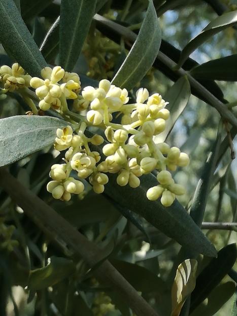 Name:  zeytin.jpg
Views: 560
Size:  45.6 KB