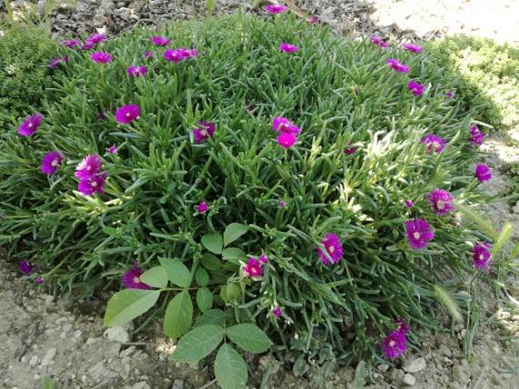 Name:  delosperma.jpg
Views: 632
Size:  72.6 KB