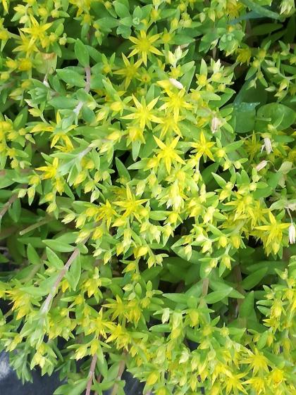 Name:  sedum s..jpg
Views: 534
Size:  67.3 KB