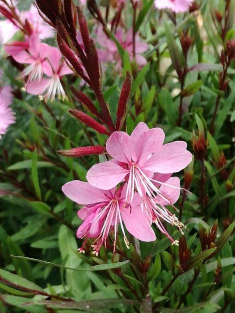 Name:  gaura.jpg
Views: 582
Size:  54.6 KB