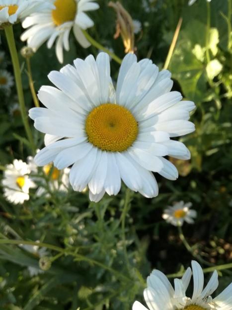Name:  papatya.jpg
Views: 544
Size:  40.0 KB