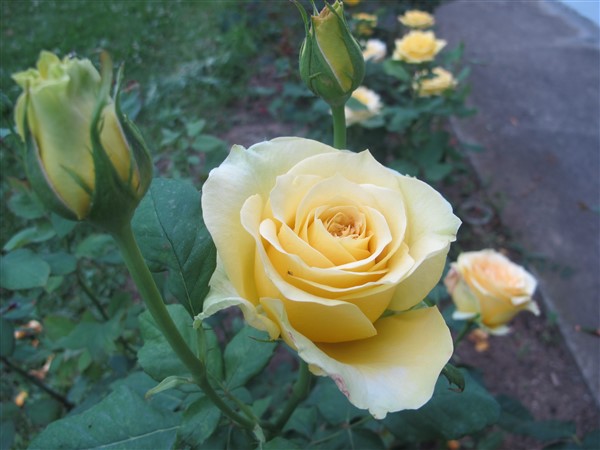 Name:  IMG_3157 (600 x 450).jpg
Views: 859
Size:  65.2 KB