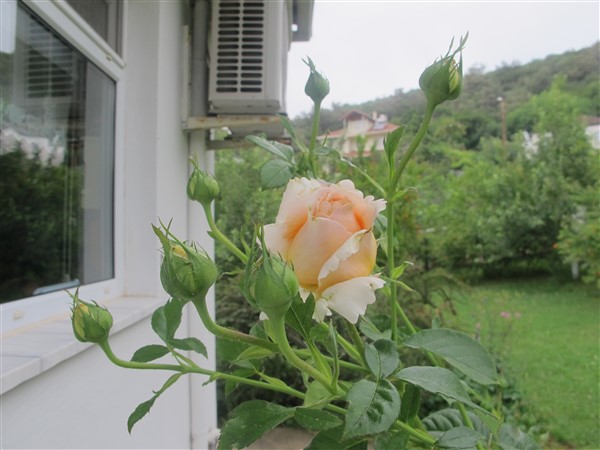 Name:  IMG_3192 (600 x 450).jpg
Views: 855
Size:  69.8 KB