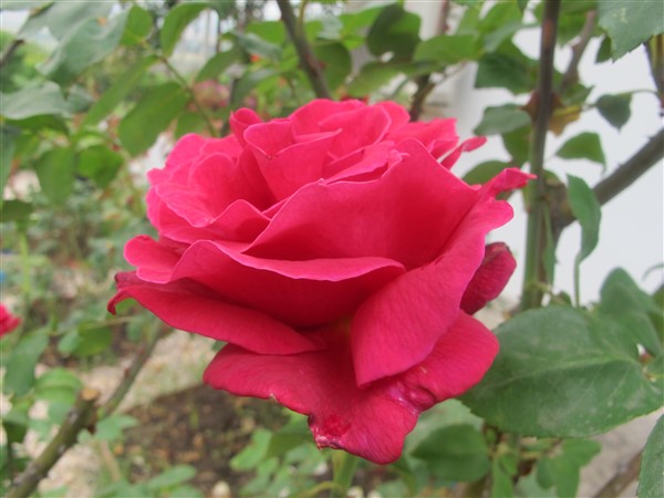 Name:  IMG_3207 (600 x 450).jpg
Views: 881
Size:  68.6 KB