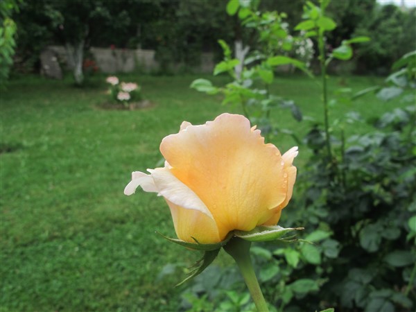 Name:  IMG_3249 (600 x 450).jpg
Views: 892
Size:  63.9 KB