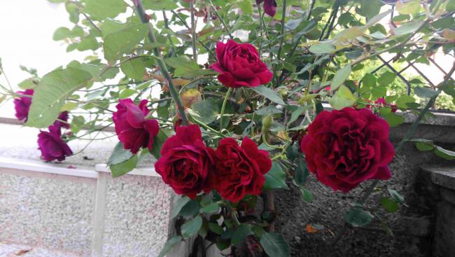 Name:  748.jpg
Views: 1724
Size:  50.7 KB